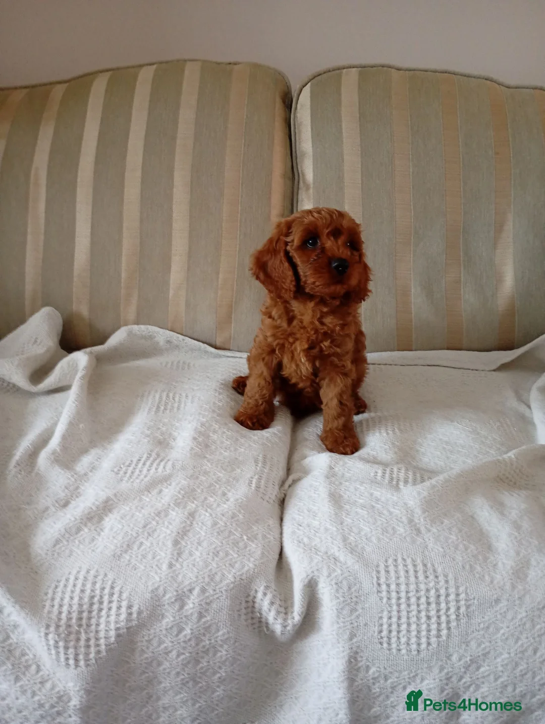 Cavapoo dogs for sale: Cavapoo  in Hull - Advert 10