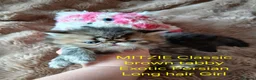 Exotic cats for sale:  Pedigree GCCF Registered Persian Exotic's  - Advert 11
