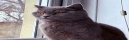 British Shorthair cats for sale: GCCF Blue British Shorthair Girl - 1 Year Old - Advert 8