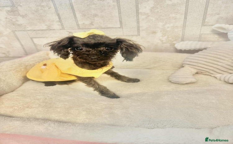 Toy Poodle dogs - Advert 1