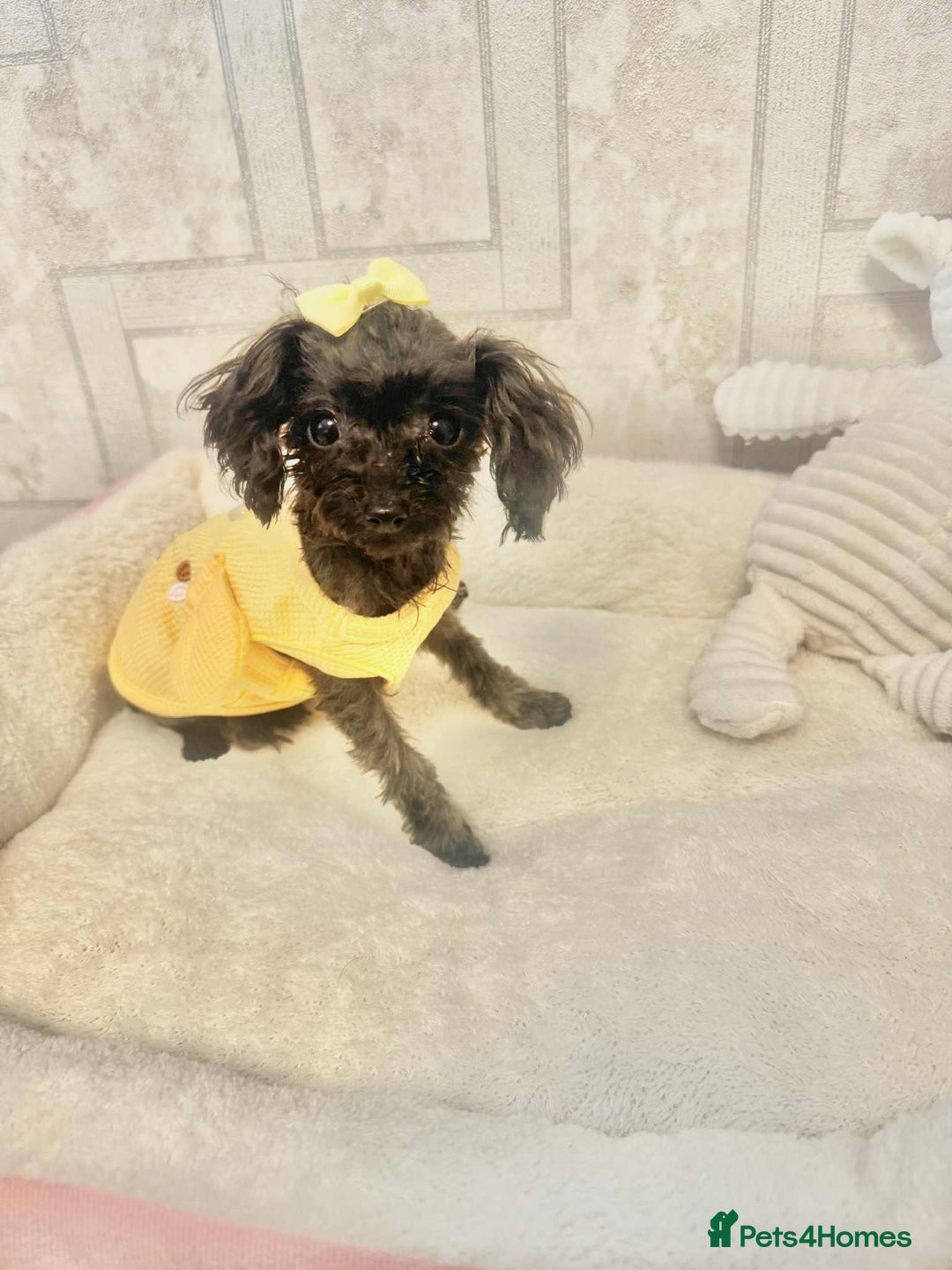 Toy Poodle dogs for sale: Asian toy poodle girl.  - Image 1