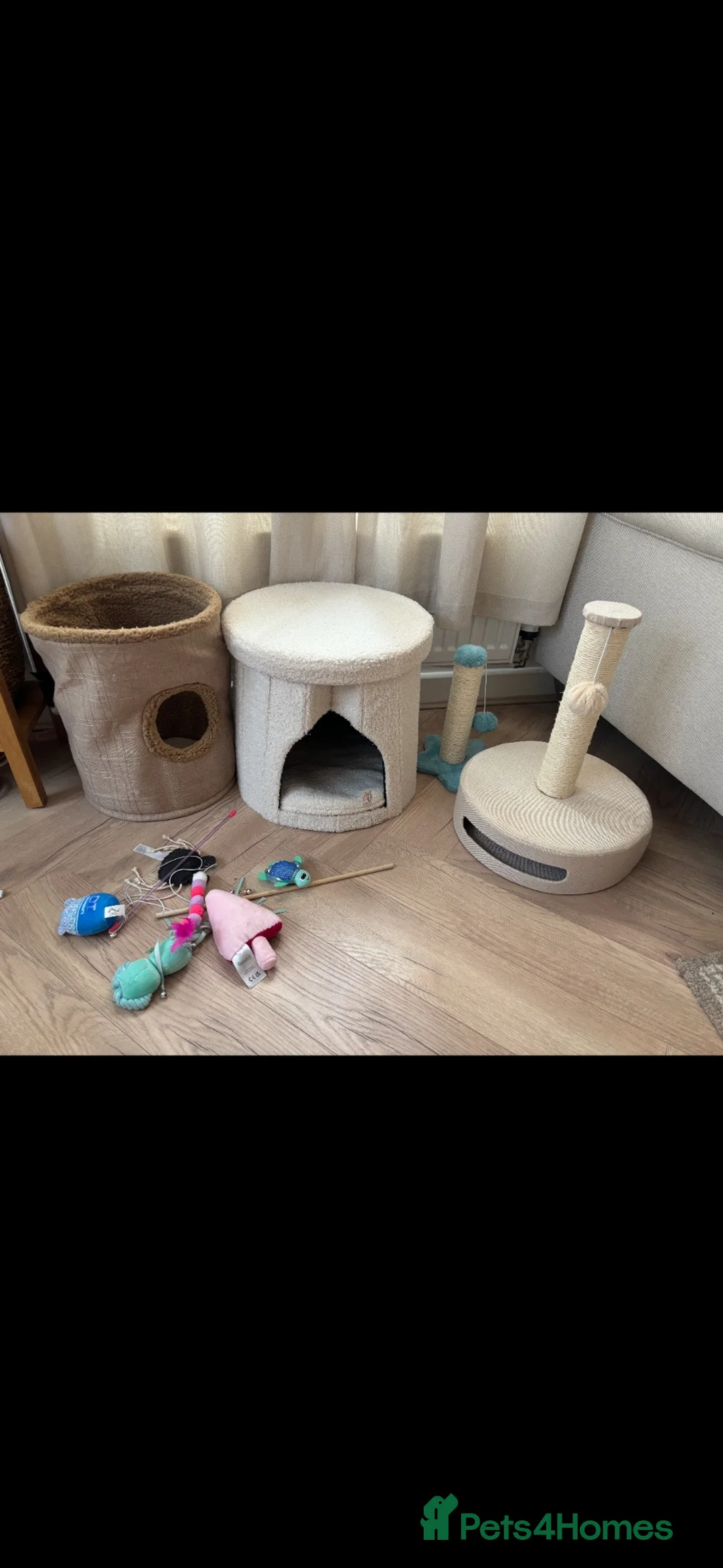Mixed Breed cats for sale: 2 kittens 1 male, 1 female and all there things - Advert 7