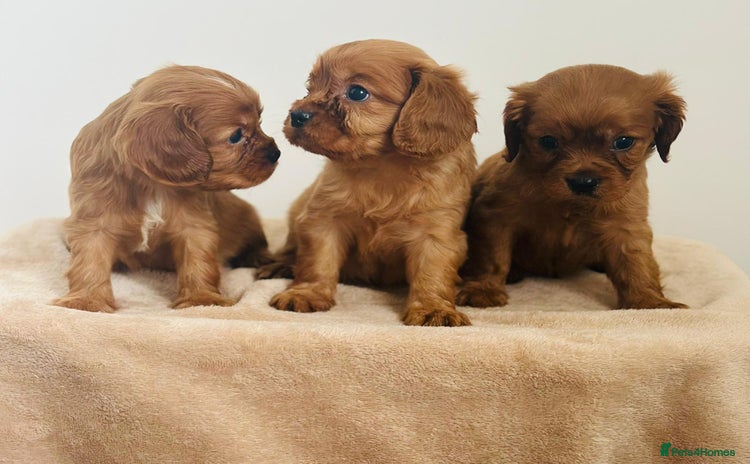 Cavalier King Charles Spaniel dogs - Advert 9