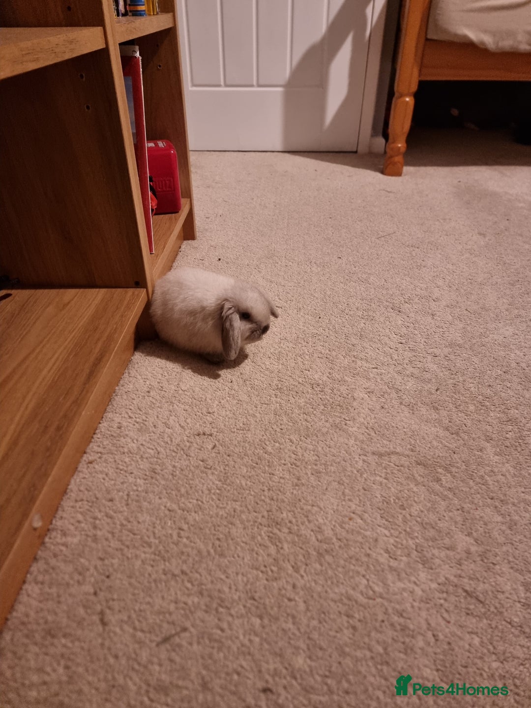 Mini Lop rabbits for sale: Beautiful friendly male mini lop - Advert 10