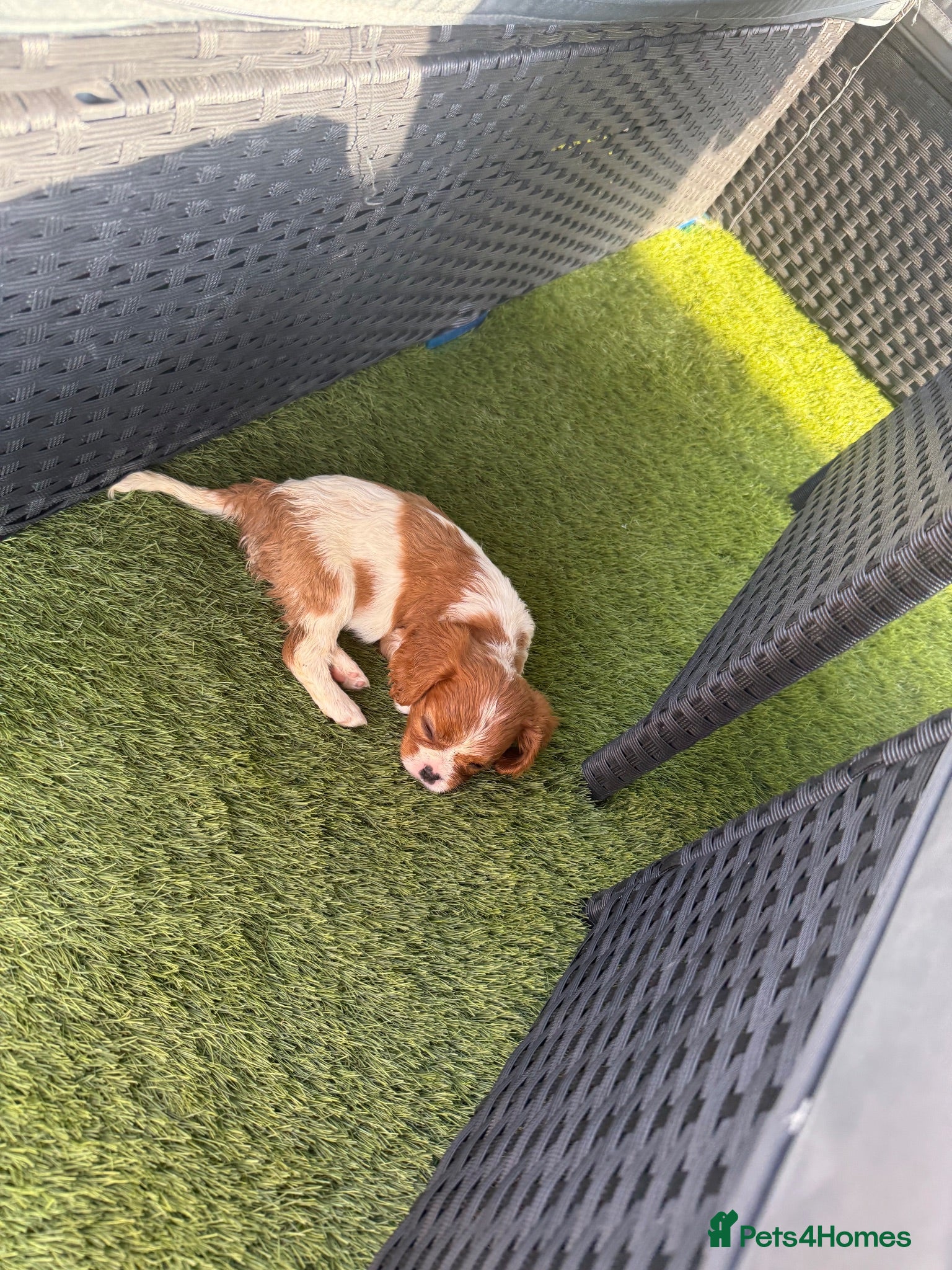 Cavalier King Charles Spaniel dogs Cavalier King Charles puppies - Advert 2