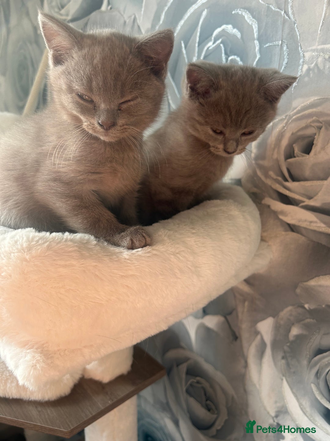 British Shorthair cats for sale: Beautiful British short hair kittens  in Manchester - Image 37