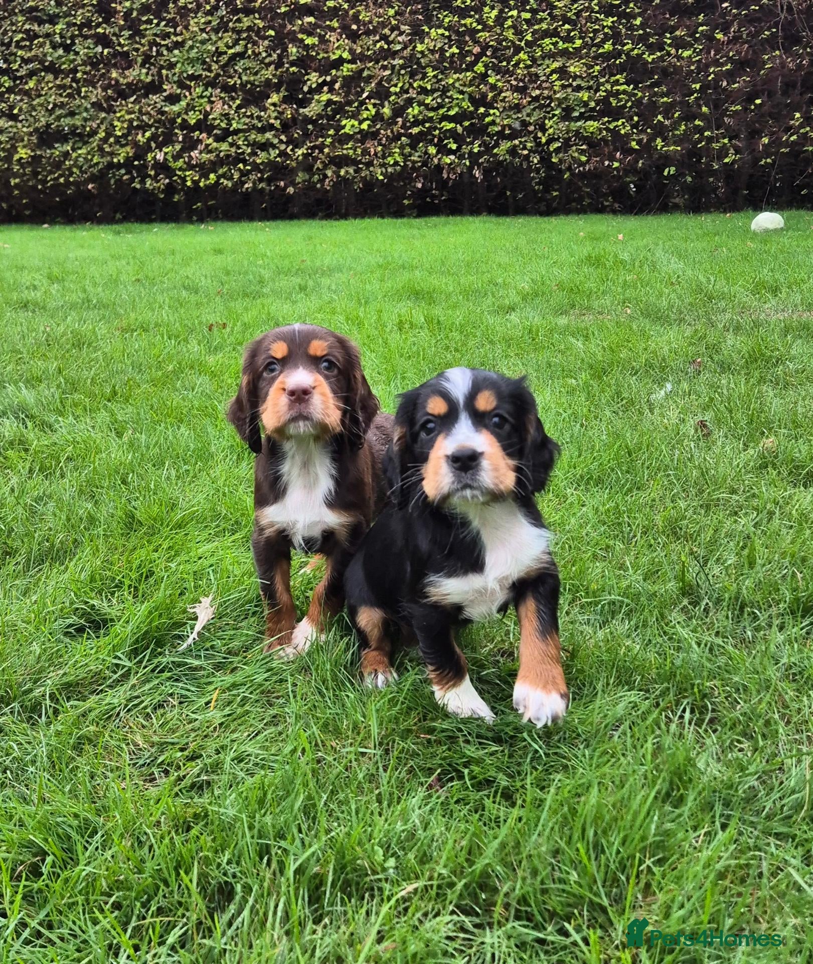 Cocker Spaniel dogs Kc working cockers health tested parents  - Advert 1