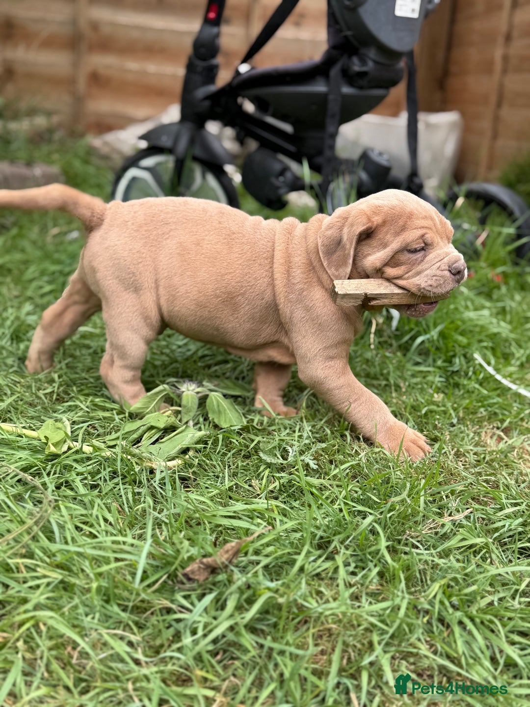 Mixed Breed dogs for sale: Beautiful lilac cane Corso x bulldog pups  - Image 29