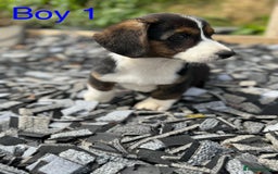 Welsh Corgi Cardigan dogs for sale: Welsh Cardigan Corgi Puppies  - Image 12