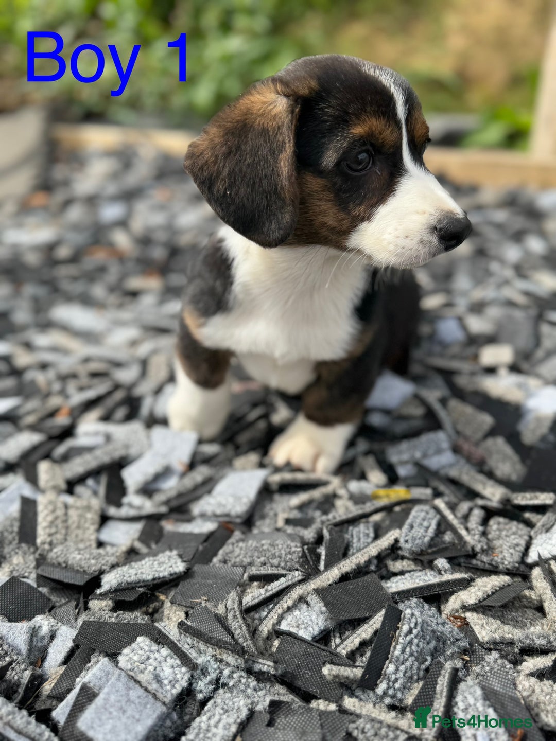 Welsh Corgi Cardigan dogs for sale: Welsh Cardigan Corgi Puppies  - Image 12