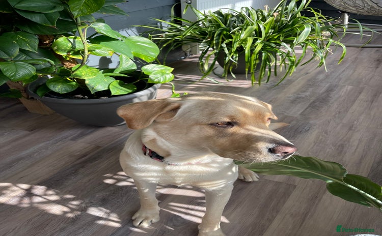 Labrador Retriever dogs - Advert 7