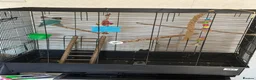 Lovebirds birds for sale: Love birds breeding pairs beautiful birds  - Advert 11
