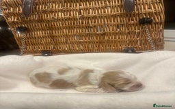 Cocker Spaniel dogs for sale: Show Type Cocker Spaniels Health Tested parent - Advert 8