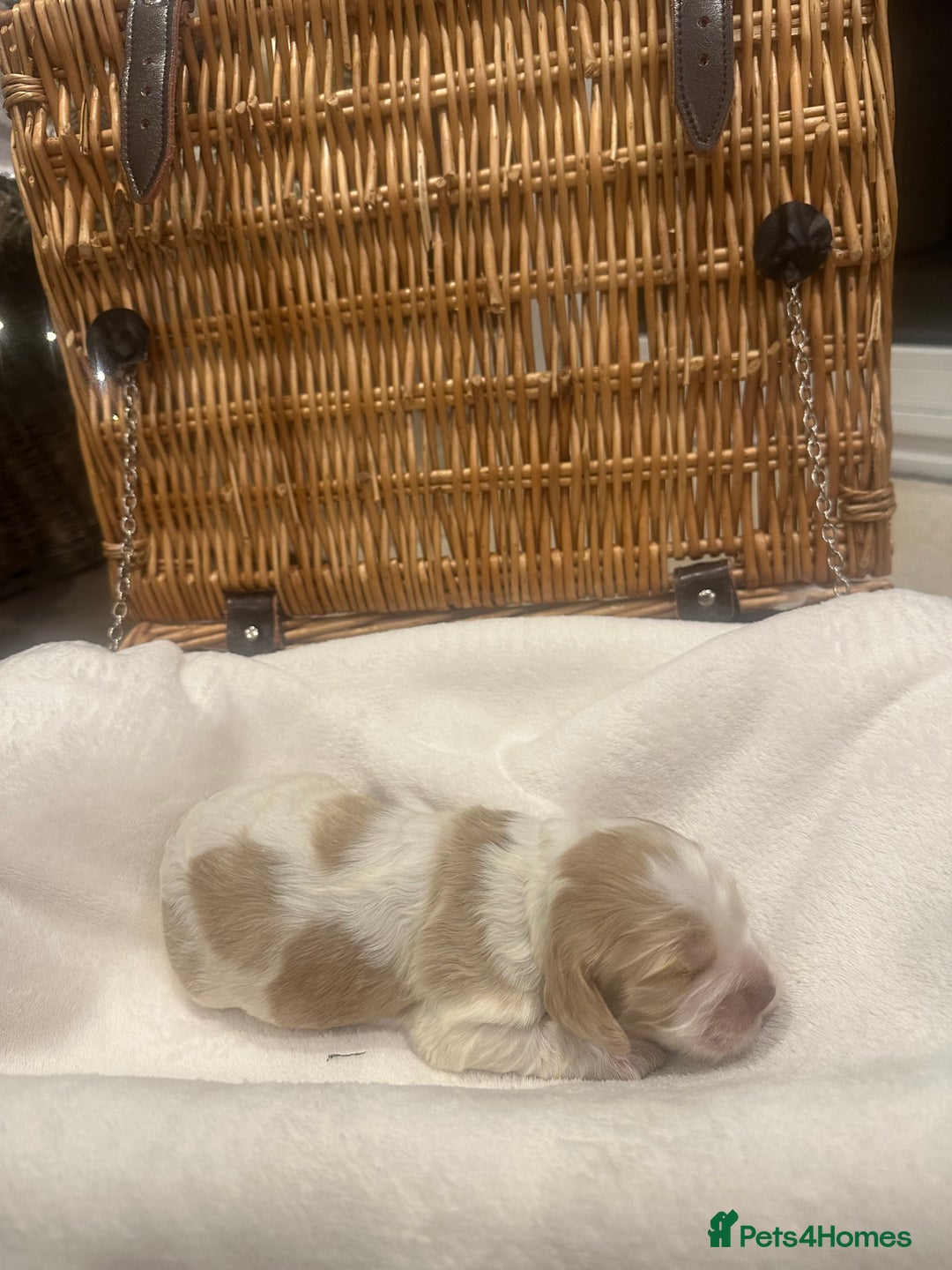 Cocker Spaniel dogs for sale: Show Type Cocker Spaniels Health Tested parent - Advert 8