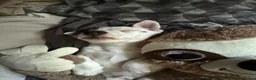 Jack Russell dogs for sale: Jack Russell | Male | SINGLETON ONLY PUP | - Advert 1