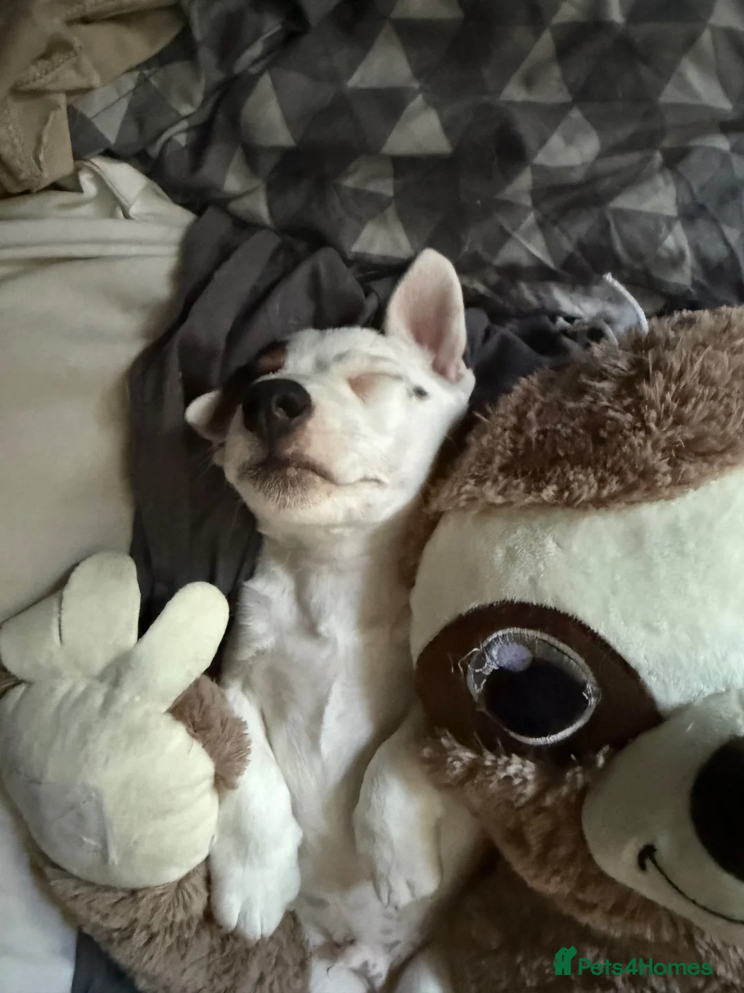 Jack Russell dogs for sale: Jack Russell | Male | SINGLETON ONLY PUP | - Advert 1