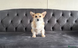 Welsh Corgi Pembroke dogs for sale: Camilla Kc reg Female Pembrokeshire corgi for sale - Image 5