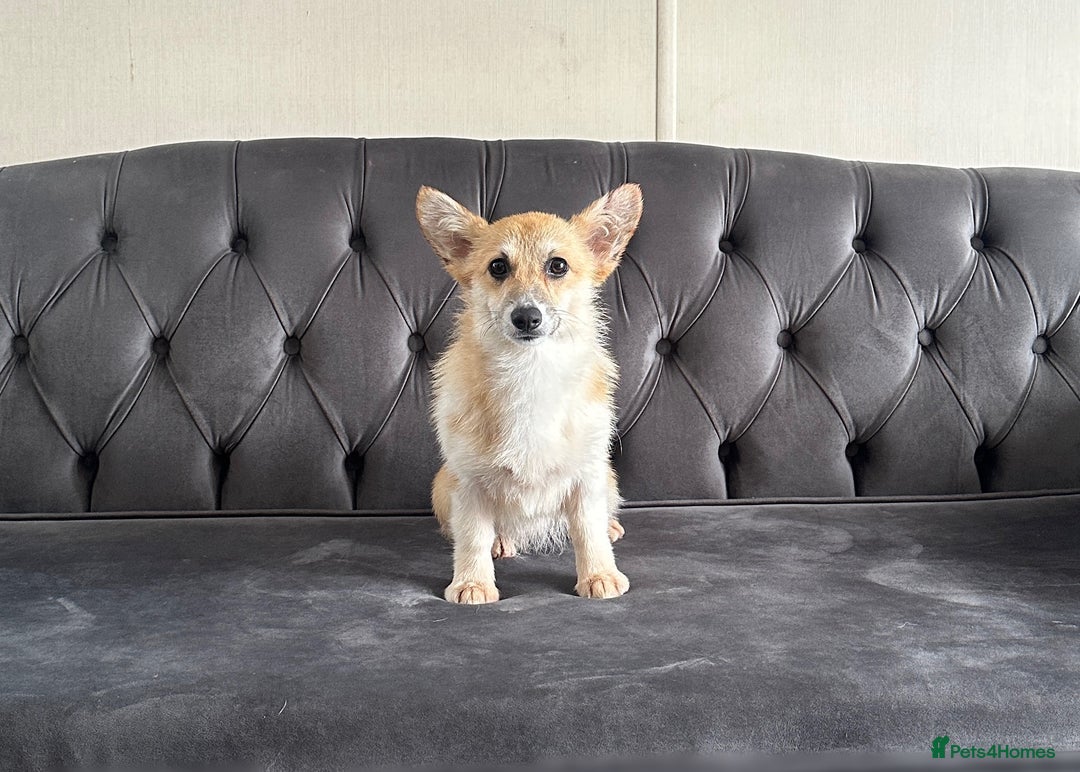 Welsh Corgi Pembroke dogs for sale: Camilla Kc reg Female Pembrokeshire corgi for sale - Image 5