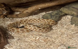 Snake reptiles for sale: Hognose snake and set up  - Image 3