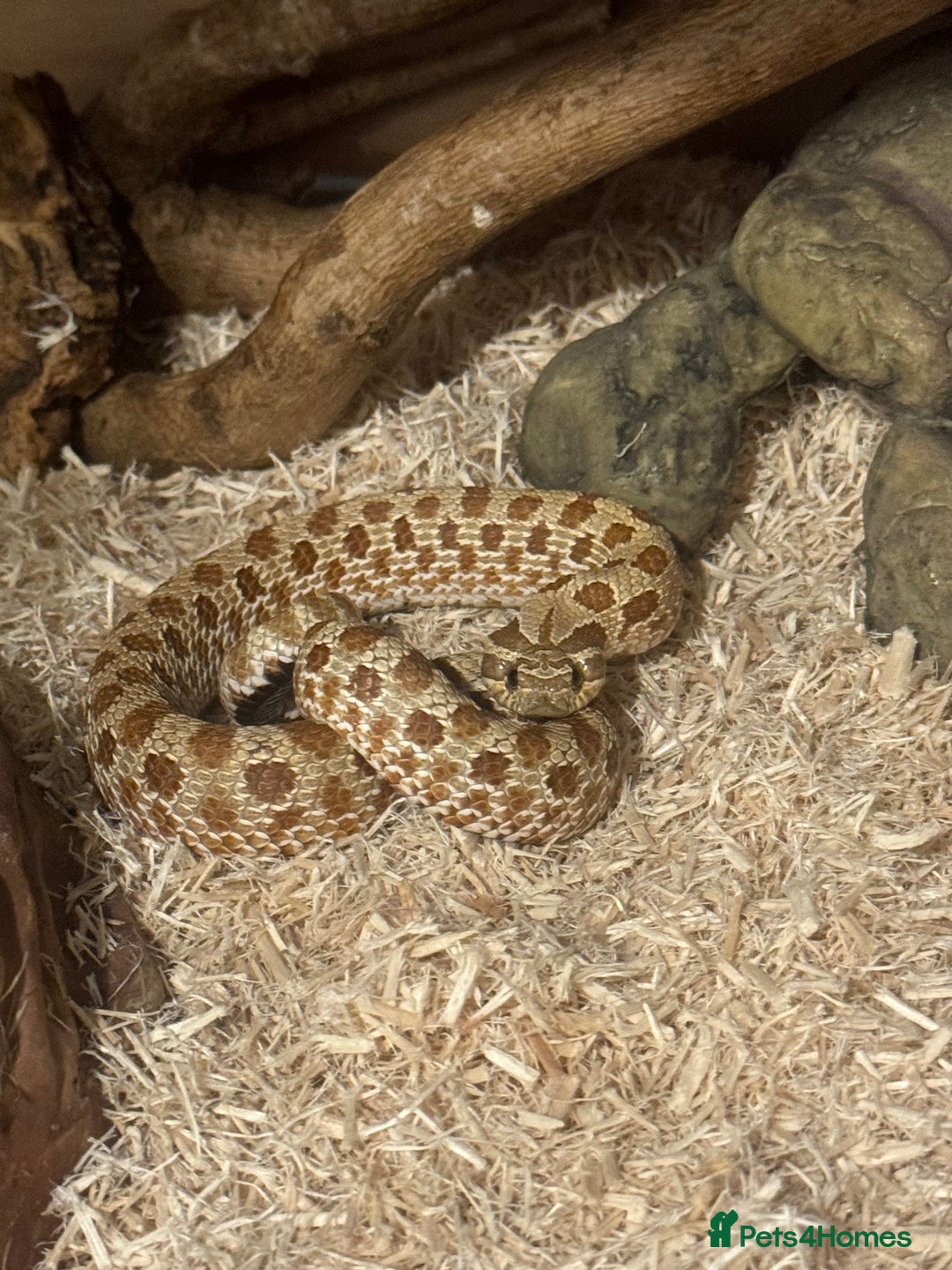 Snake reptiles for sale: Hognose snake and set up  - Image 3