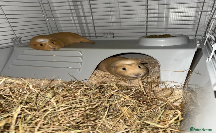 Guinea Pig rodents - Advert 2