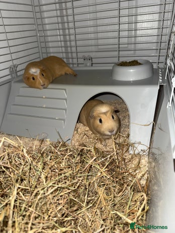 Guinea Pig rodents - Advert 3