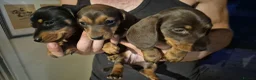 Miniature Dachshund dogs for sale: Miniature Dauchaunds - Advert 5