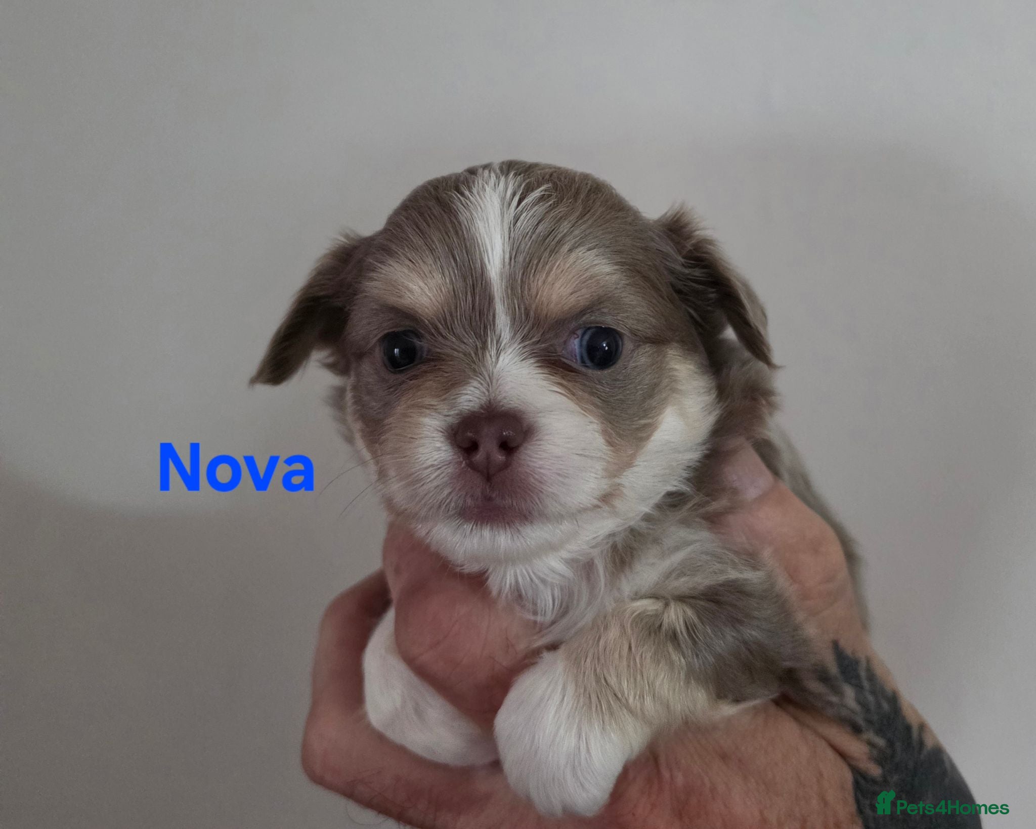 Chihuahua dogs Long coat chihuahua puppies kc registered - Advert 18