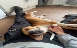 Mixed Breed dogs for sale: 19 month old Staffy X beagle X border collie  - Image 8