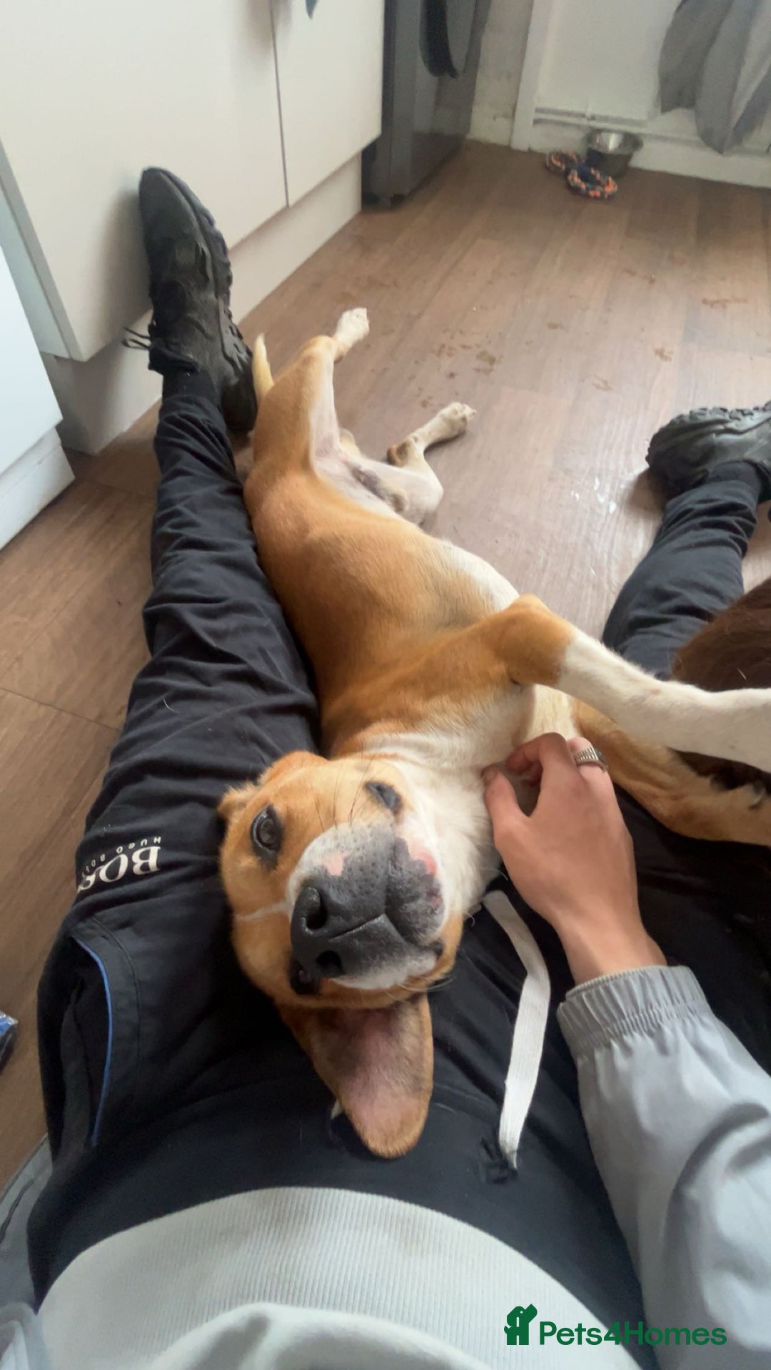 Mixed Breed dogs for sale: 19 month old Staffy X beagle X border collie  - Image 8