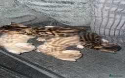 Bengal cats for sale: Bengal kittens  - Advert 10