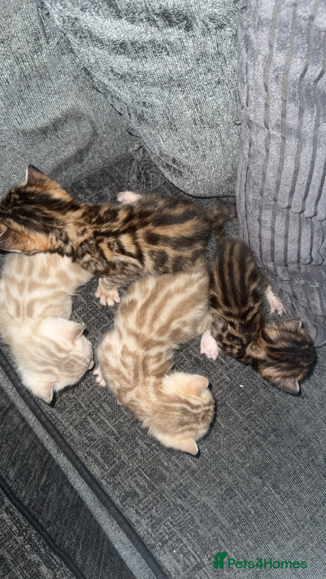Bengal cats for sale: Bengal kittens  - Advert 10