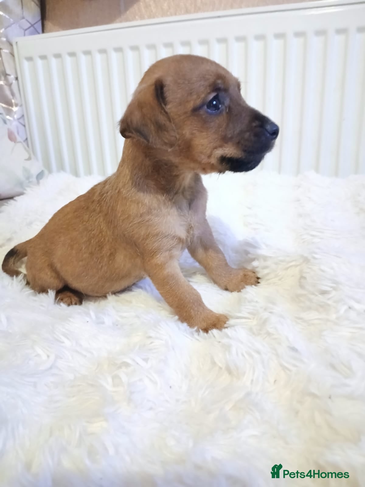 Patterjack dogs Patterdale terrier for sale  in Newark - Advert 1