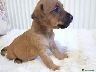 Patterjack dogs Patterdale terrier for sale in Newark - Advert 4