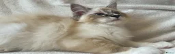 Ragdoll cats for sale: TICA Registered Males Available  - Advert 7