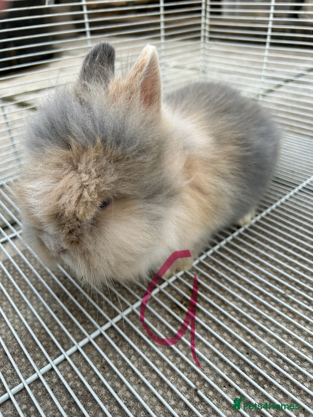 Lionhead rabbits for sale: I have both lop ear and Lionheads  - Advert 5