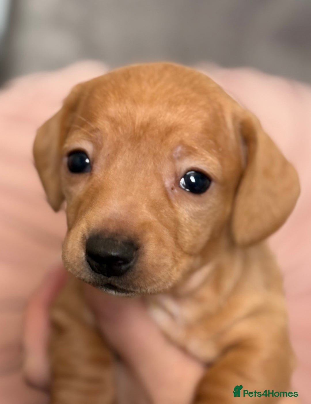 Miniature Dachshund dogs for sale: Beautiful unique babies  - Image 5