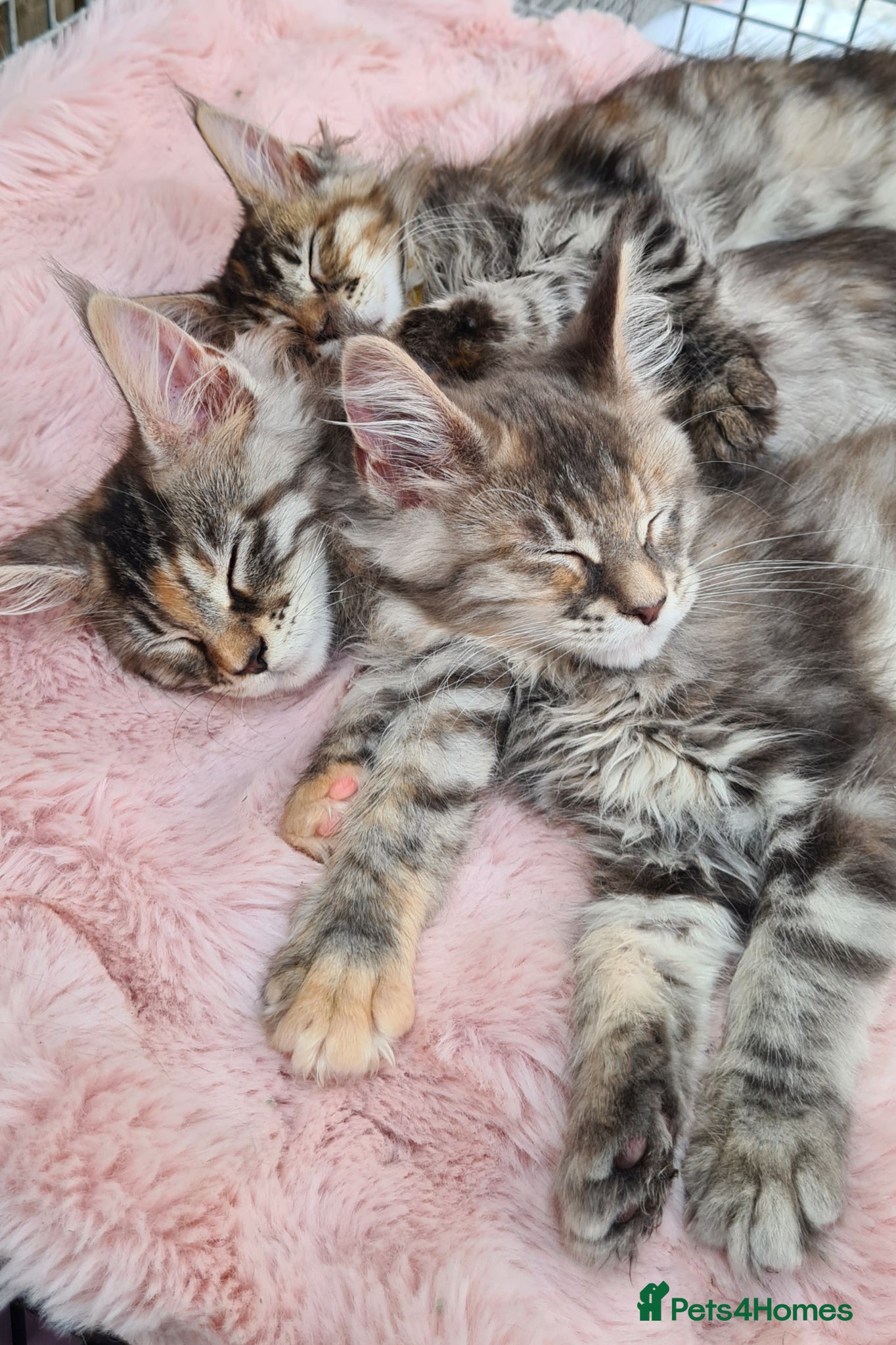 Maine Coon cats Tica registered girls - Advert 8