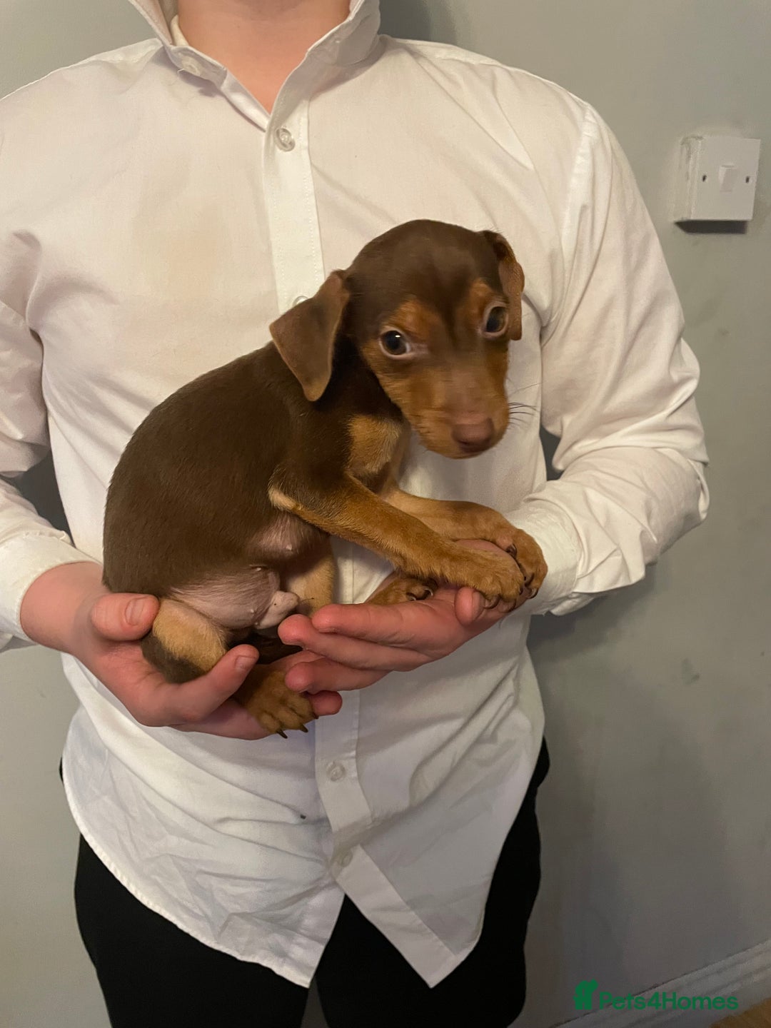 Jack Russell dogs for sale: Jack Russel puppy’s Ready to leave  - Advert 8