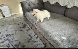Pomeranian dogs for sale: Pomeranian puppies  - Image 21