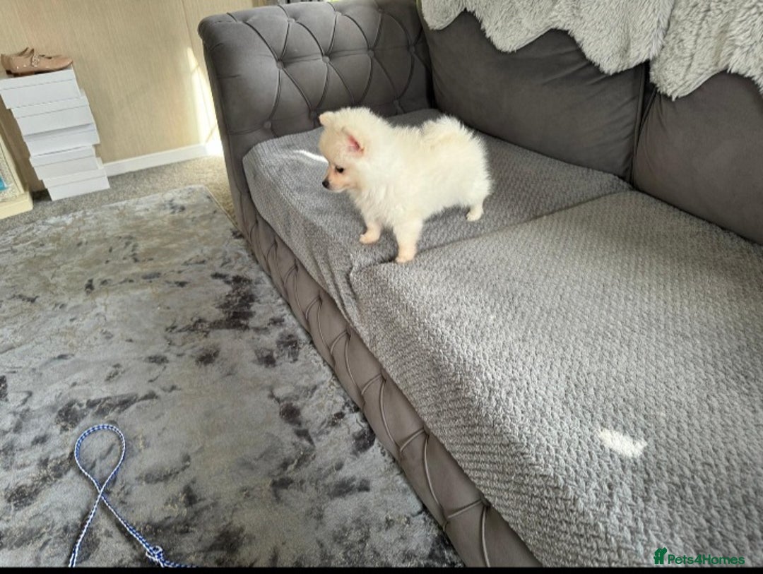 Pomeranian dogs for sale: Pomeranian puppies  - Image 21