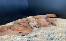 Labrador Retriever dogs for stud: Royal Red gun dog for stud - Image 16