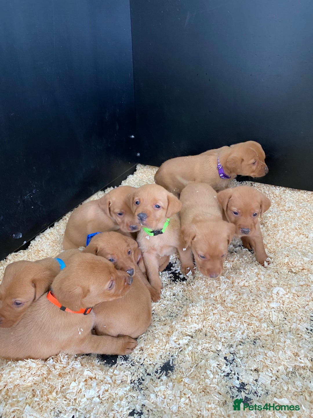 Labrador Retriever dogs for stud: Royal Red gun dog for stud - Image 16