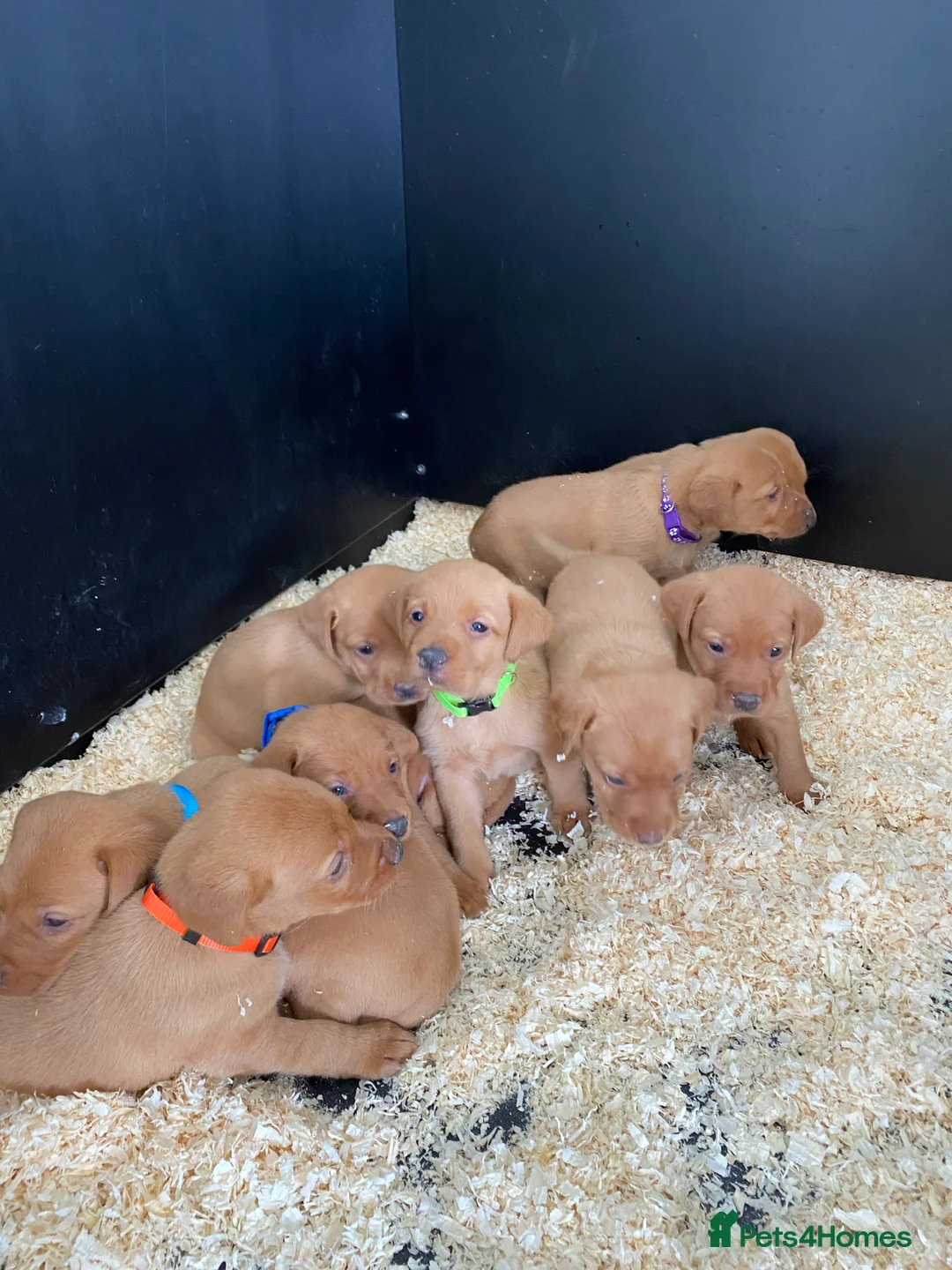 Labrador Retriever dogs for stud: Royal Red gun dog for stud - Advert 16