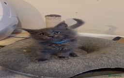 Maine Coon cats for sale: FINAL 3 REMAINING :TICA registered Mainecoons  - Image 27
