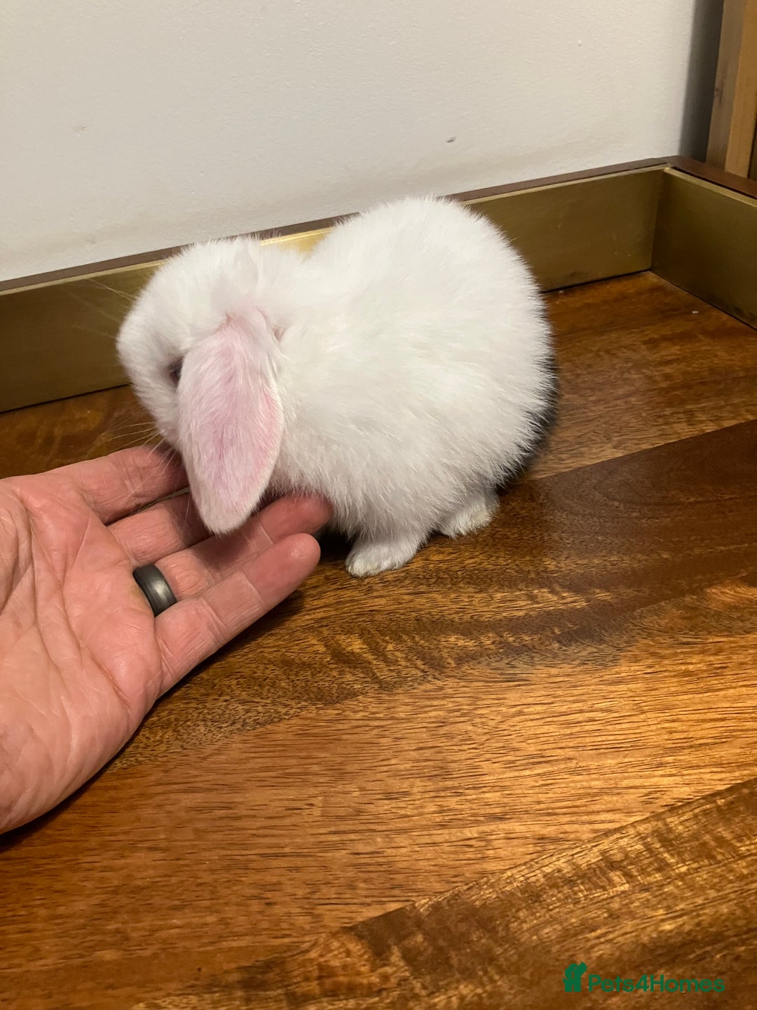 Mini Lop rabbits for sale: Mini Lop Bunnies for sale - Image 22