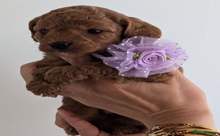 Cavapoo dogs - Advert 1