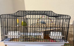 Budgerigars birds for sale: Two Budgies  - Image 6