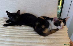 Domestic Shorthair cats for sale: Friendly, cute little kittens with Asian parentage - Image 32