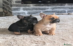 French Bulldog dogs for sale: Stunning Red fawn black & tan KC reg frenchie pups - Image 11